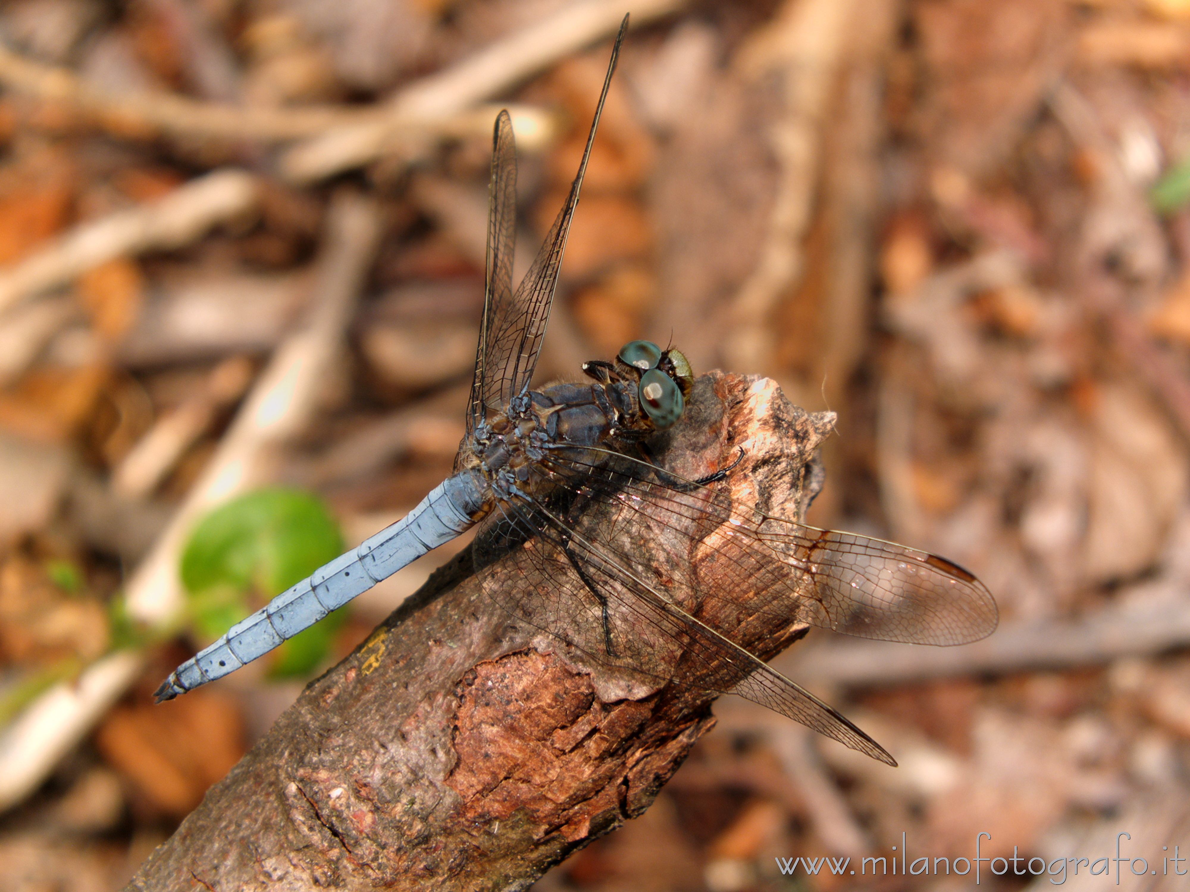 Cadrezzate (Varese) - Verosimilmente maschio di Orthetrum coerulescens 